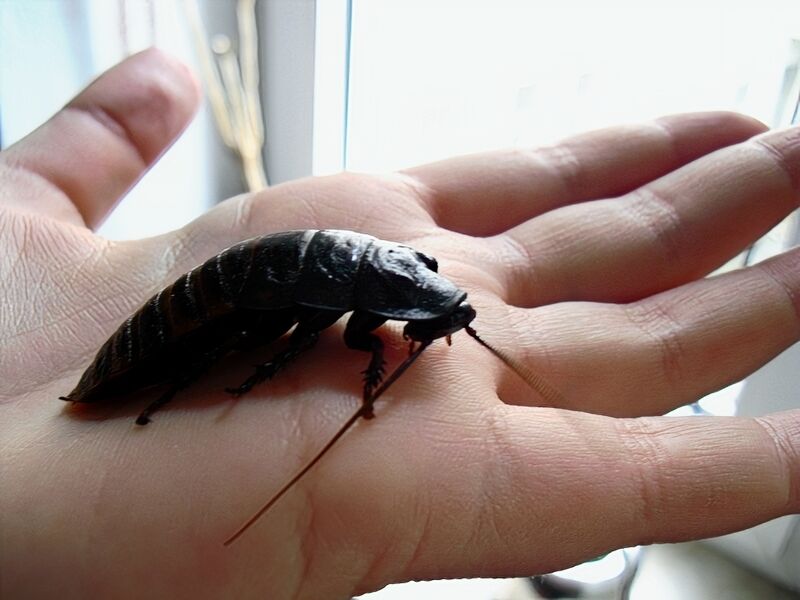 File:Gromphadorhina portentosa 02.jpg