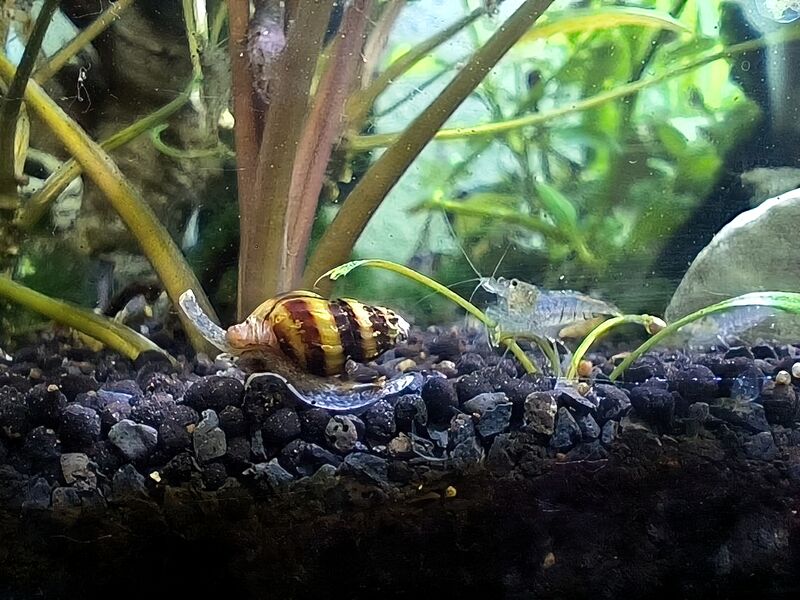 File:Anentome helena 03.jpg