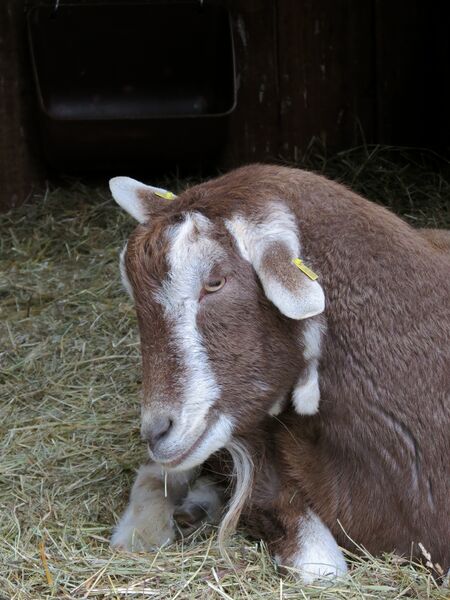 File:Capra hircus 09.jpg