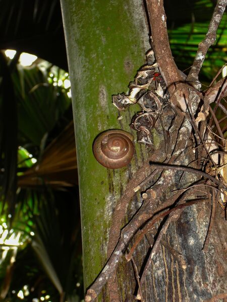 File:Stylodonta unidentata 01.jpg