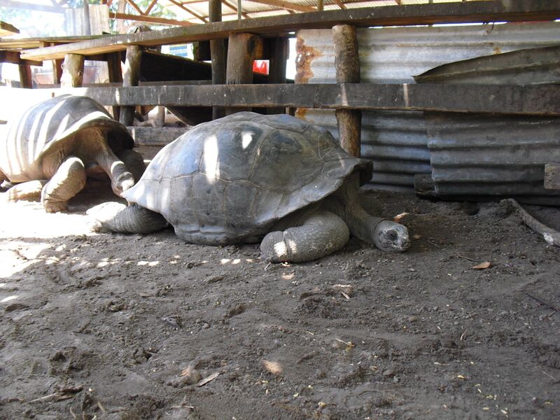 File:Aldabrachelys gigantea 06.jpg