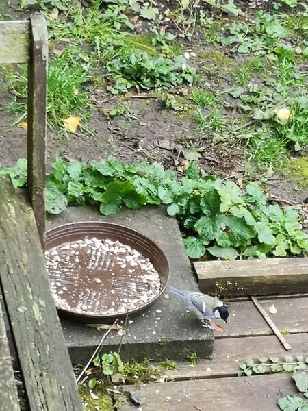 File:Parus major 09.jpg