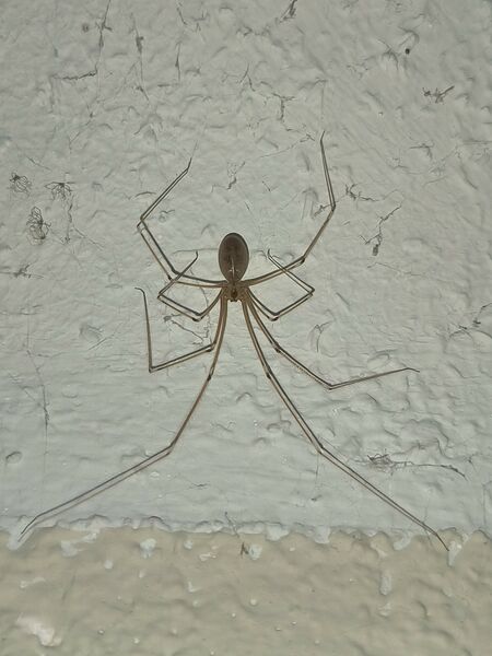 File:Pholcus phalangioides 08.jpg