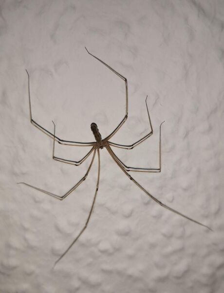 File:Pholcus phalangioides 17.jpg