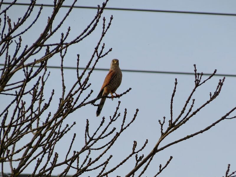 File:Falco tinnunculus 02.jpg