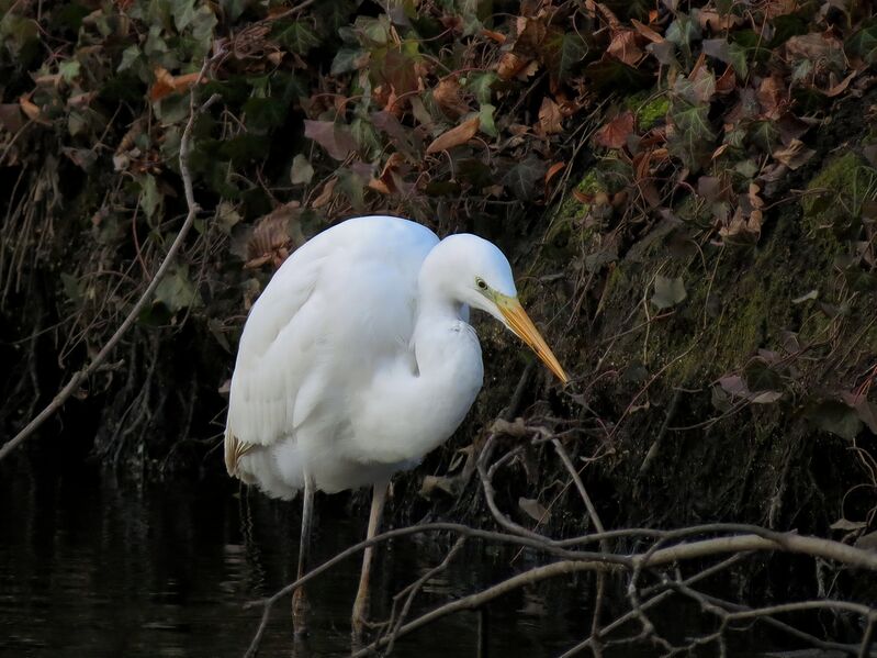 File:Ardea alba 02.jpg