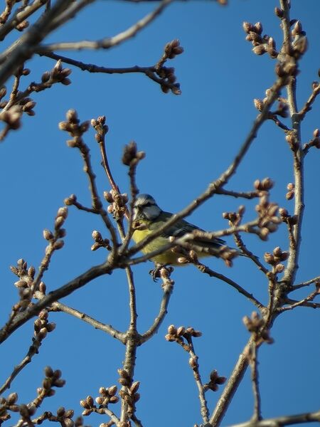 File:Cyanistes caeruleus 10.jpg