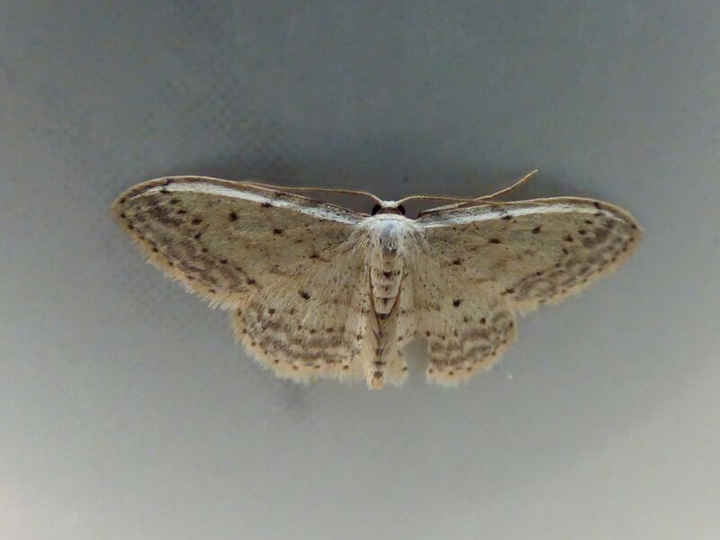 File:Idaea seriata 01.jpg
