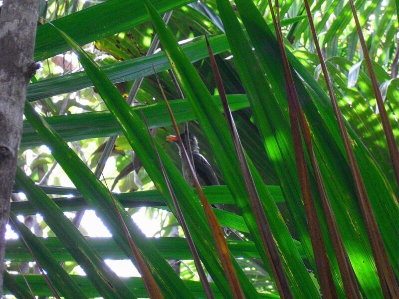 File:Hypsipetes crassirostris 03.jpg