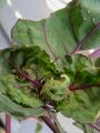 yellow on cabbage 01