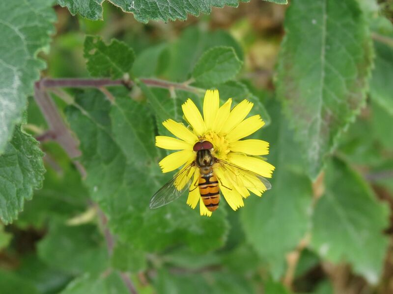 File:Episyrphus balteatus 12.jpg