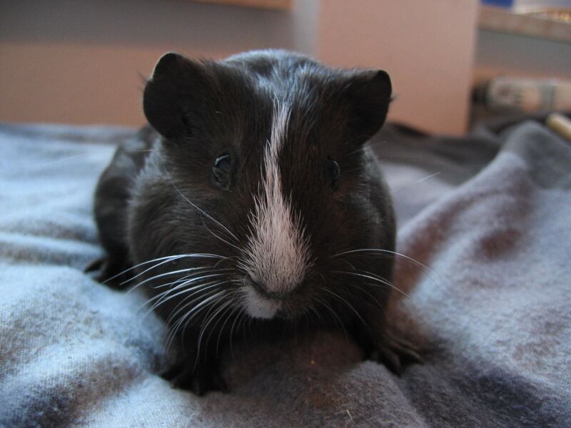 File:Cavia porcellus 01.jpg