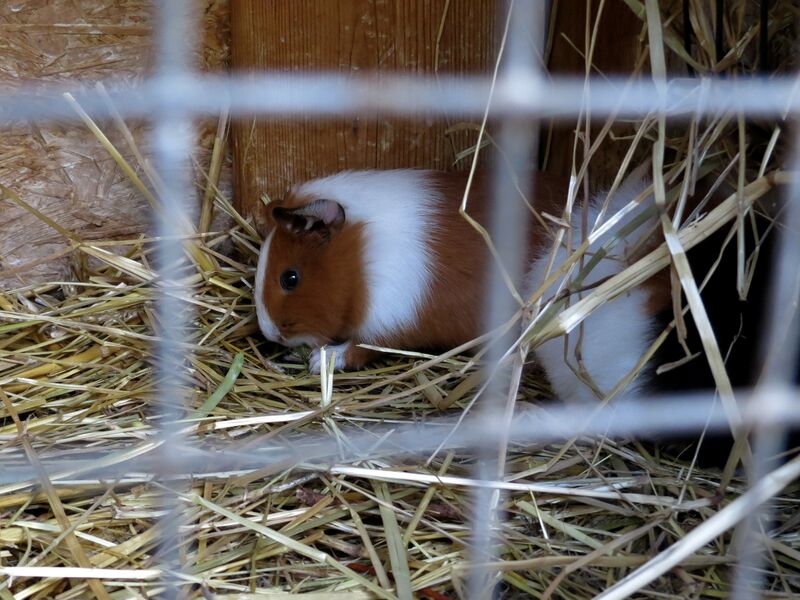 File:Cavia porcellus 02.jpg