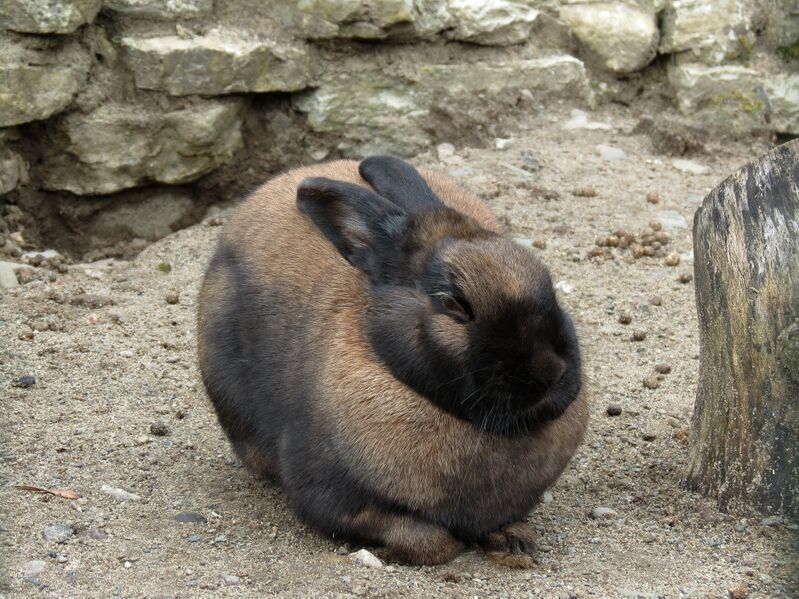 File:Oryctolagus cuniculus 05.jpg