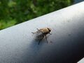 on railing 01
