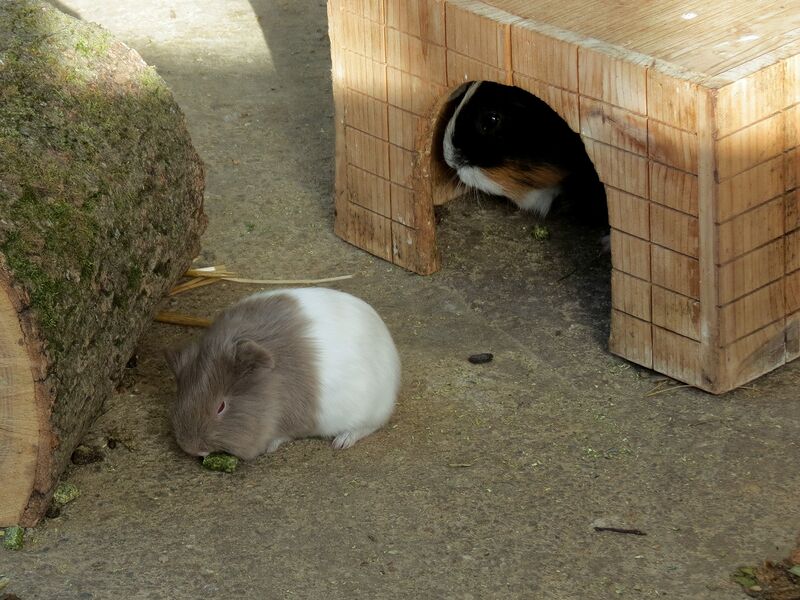 File:Cavia porcellus 03.jpg