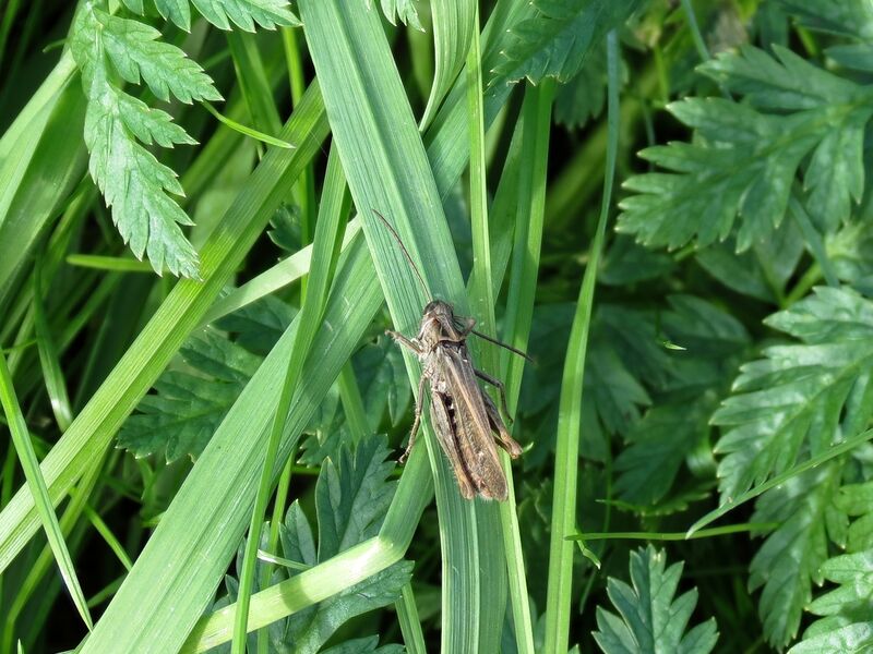 File:Chorthippus brunneus 02.jpg