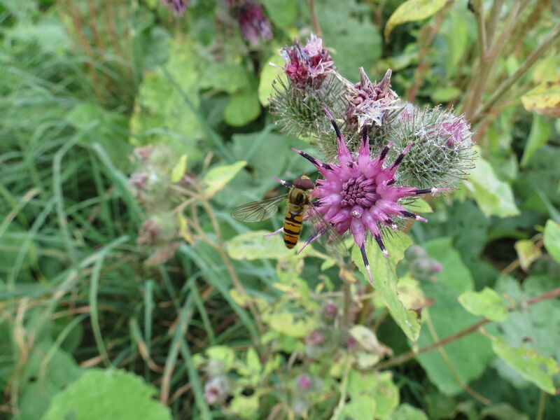 File:Episyrphus balteatus 09.jpg