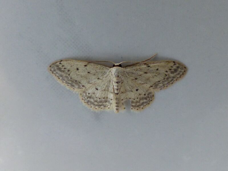 File:Idaea seriata 02.jpg