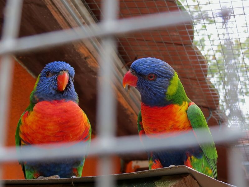 File:Trichoglossus moluccanus 03.jpg