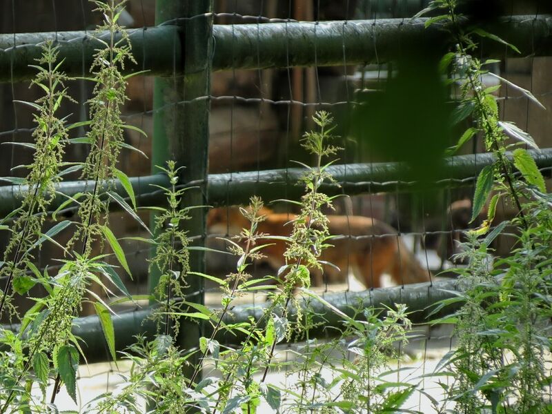 File:Vulpes vulpes 04.jpg
