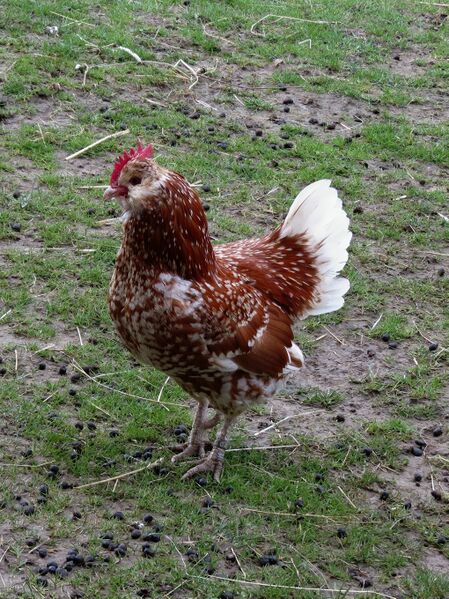 File:Gallus gallus 09.jpg