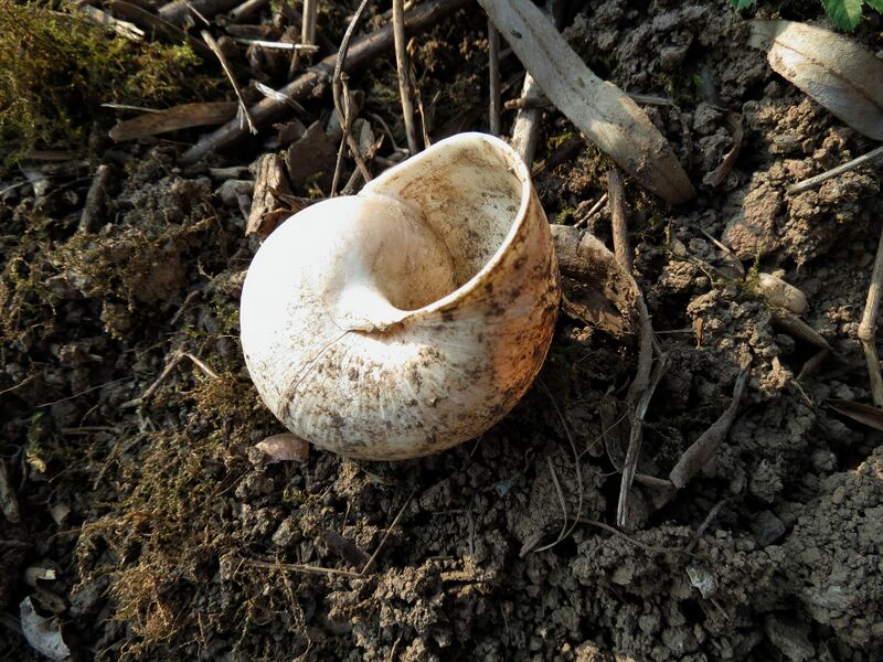 File:Helix pomatia 07.jpg