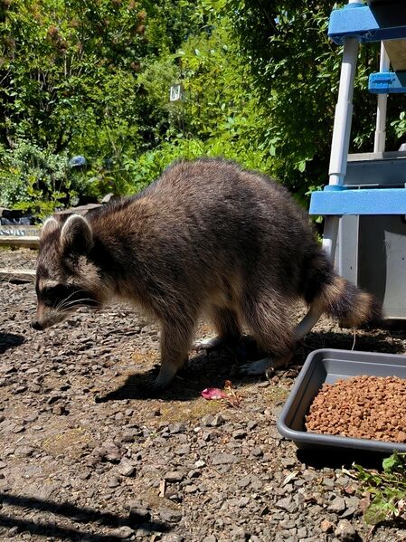 File:Procyon lotor 20.jpg