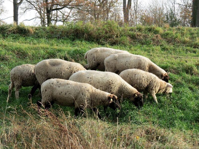 File:Ovis aries 11.jpg