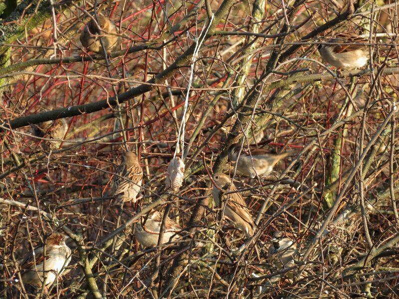 File:Passer domesticus 06.jpg