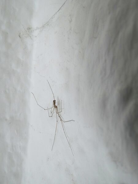 File:Pholcus phalangioides 12.jpg
