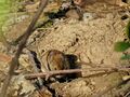 in brown dirt 01