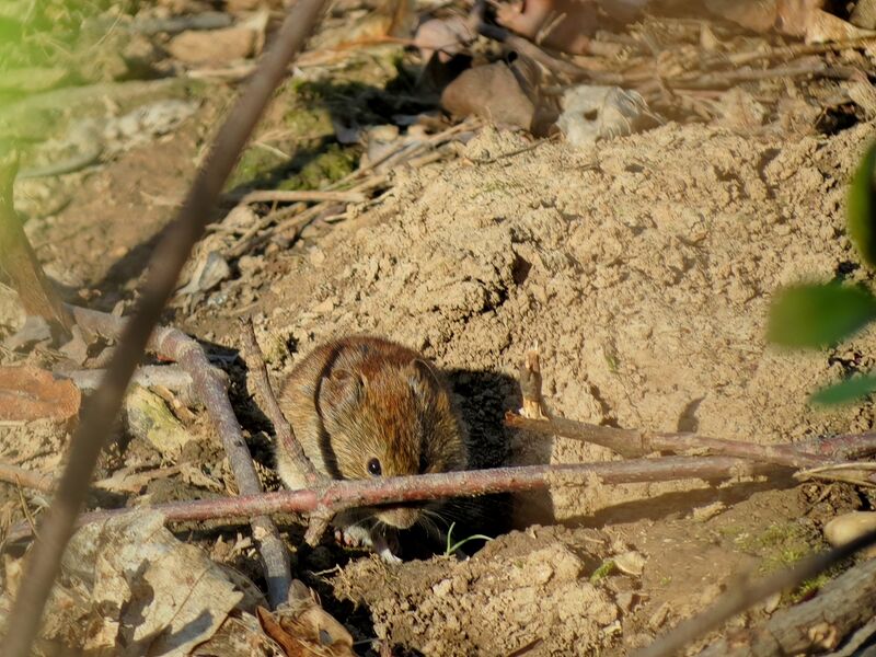 File:Clethrionomys glareolus 01.jpg
