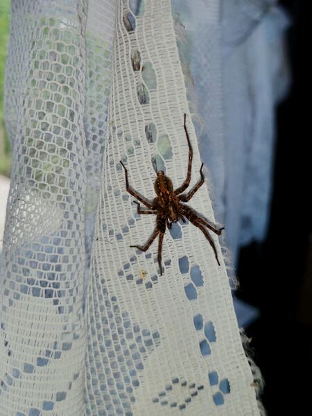 File:Tegenaria ferruginea 07.jpg