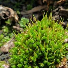 Lichen & Moss