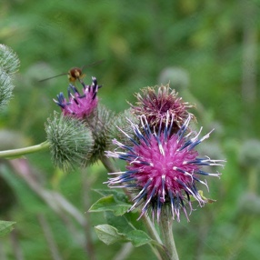 Plants