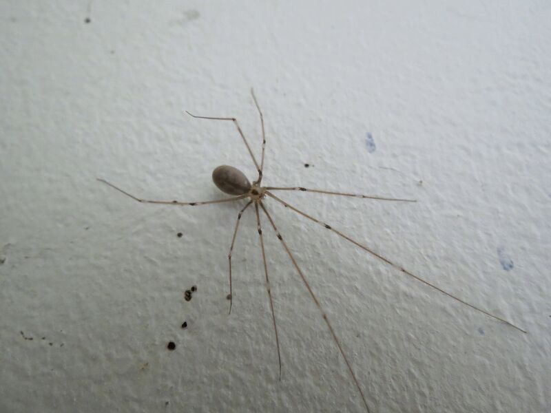 File:Pholcus phalangioides 21.jpg