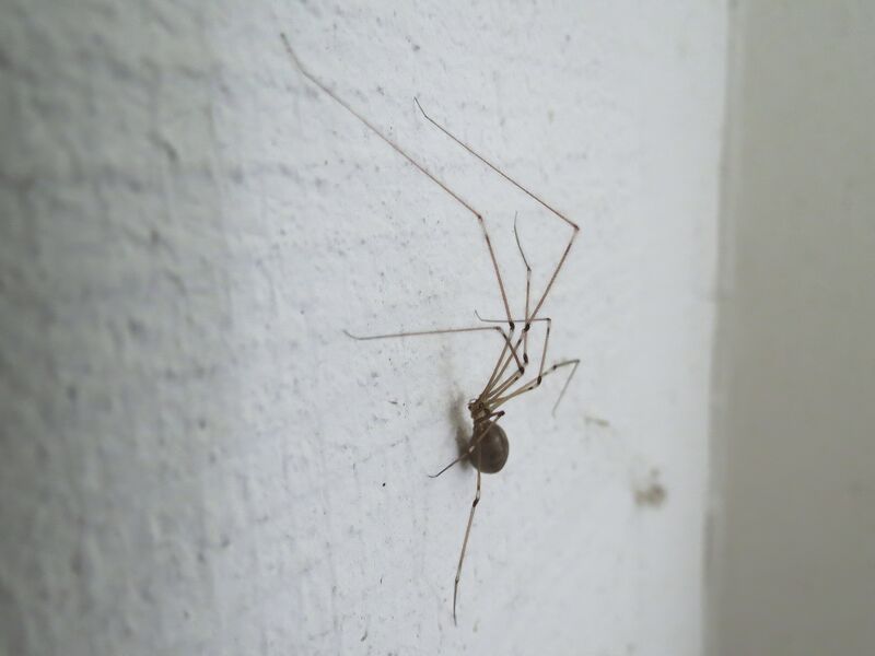 File:Pholcus phalangioides 22.jpg