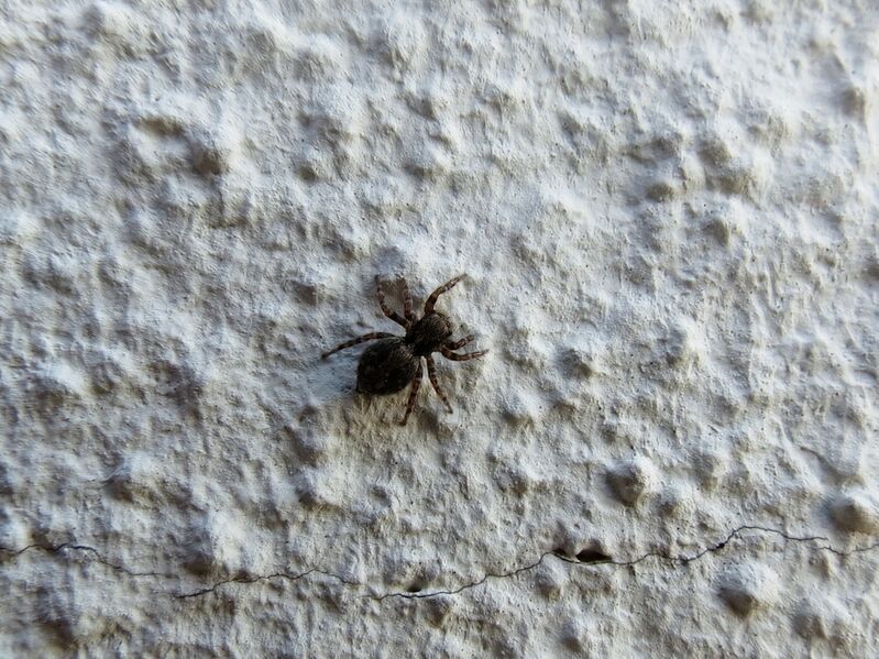 File:Pseudeuophrys lanigera 49.jpg