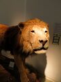 lion 1