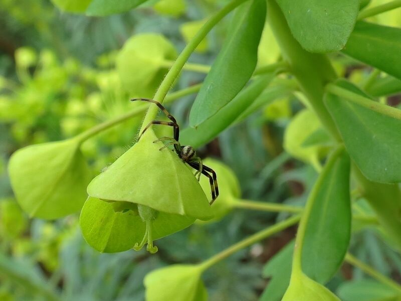 File:Misumena vatia 04.jpg