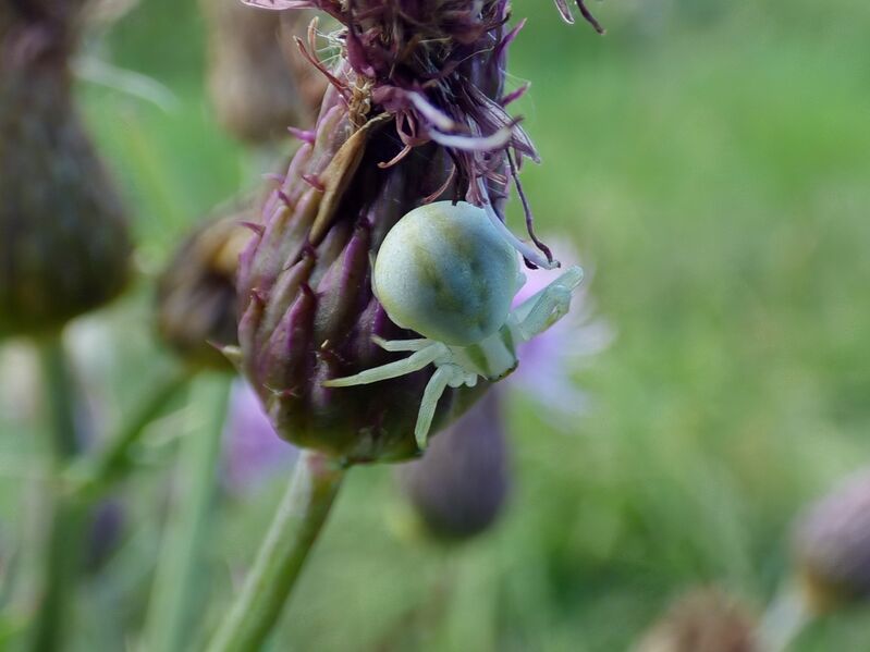 File:Misumena vatia 01.jpg