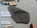 fish fossil 5