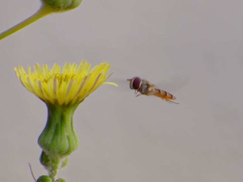 File:Episyrphus balteatus 16.jpg