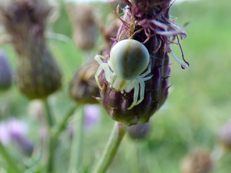 File:Misumena vatia 02.jpg