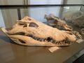 croc skull 1