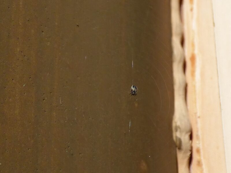 File:Genus araneus 07.jpg