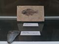 fish fossil 1