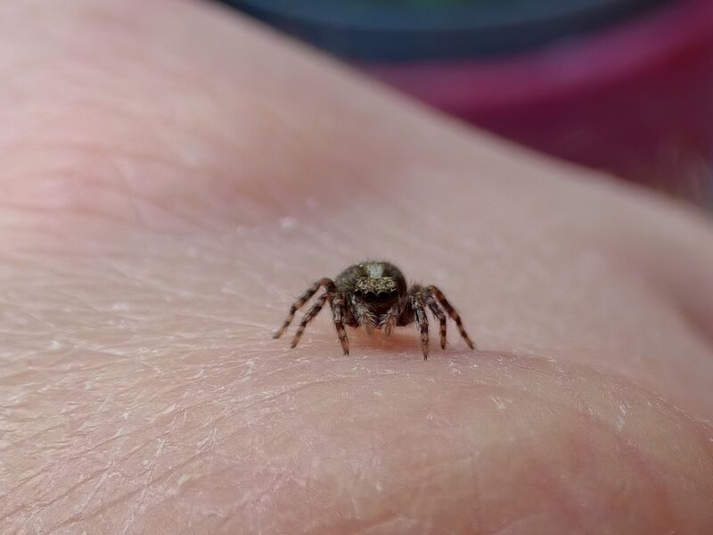 File:Pseudeuophrys lanigera 60.jpg