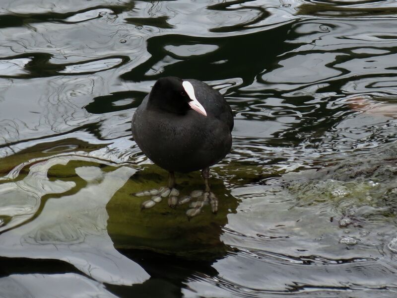 File:Fulica atra 02.jpg